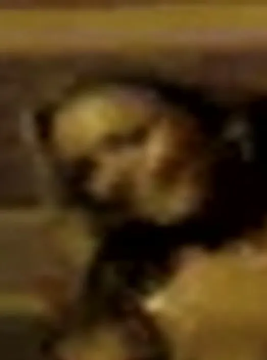 Image Sex Cells - Jurgita Valts & Victoria Stevens Part 3