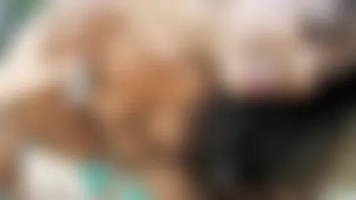 Peter North Collection #03 Peter North Collection #03